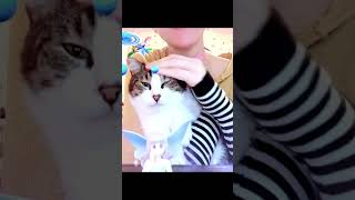 Petting cat asmr video [upl. by Nerrual379]