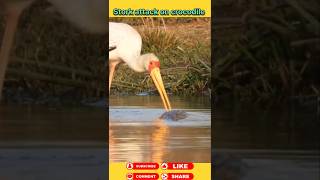 Stork attack on crocodile 🐊 animals wildanimal shortsviral [upl. by Burnside]