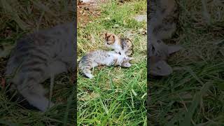 cute kittens what cat cats cute [upl. by Olia]