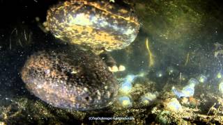 Japanese giant salamander [upl. by Murrah]