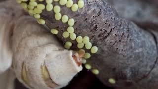 Silk moth Bombyx mori laying eggs [upl. by Riamo]