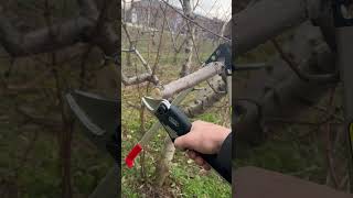 Volpi kv700 orchard pruningmakaze za orezivanje [upl. by Ru518]