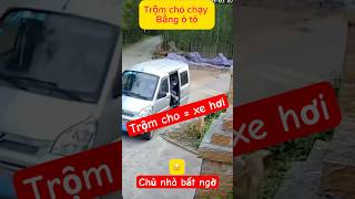 Trộm chó bằng xe ô tô xịn shots tintuc tinnong [upl. by Creigh]