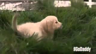 Super Bowl Commercials 2015  Budweiser Lost Dog Vs GoDaddy Puppy Super Bowl XLIX Commercials [upl. by Landmeier]