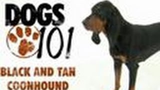 Black and Tan Coonhound  Dogs 101 [upl. by Notsew]