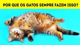 Por que Gatos Deitam de Costas Quando Veem Você [upl. by Marra]