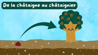 De la châtaigne au châtaignier  Documentaire pour enfants  Sciences ludiques  Fiches GRATUITES 🍃 [upl. by Ydnys]