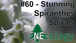 NEcology 60  Stunning Spiranthes Spirals [upl. by Arutek]