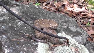 Ridgenosed Rattlesnake [upl. by Nyrem]