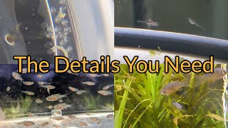 How To Breed Celestial Pearl Danios A True Walkthrough [upl. by Halstead689]