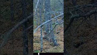 Bobcats in Forest [upl. by Nosmas460]