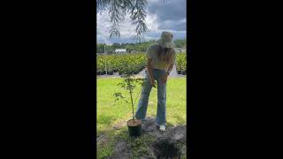 How to plant your Dogwood tree [upl. by Collie]