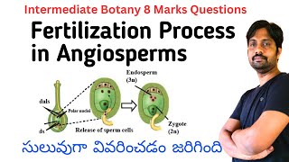 Fertilization Process in Angiosperms  Intermediate Botany Most Important 8 Marks Question [upl. by Sadye]