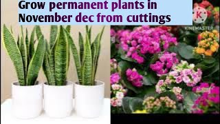 30permanent plants grow from cuttings Flowers plants in November dec Permanent indoor plants [upl. by Celle]