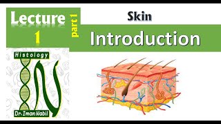 1aHistology of the epidermis part1IntroductionSkin [upl. by Enos23]