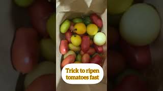 How to ripen green tomatoes in 3 days shorts youtubeshorts trending [upl. by Bac]