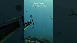 River of Blue Runners fishing scubadiving fish scubadiving underwater pesca viralvideo viral [upl. by Kreitman]