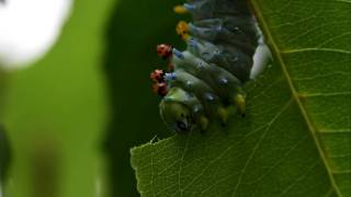 Cecropia Caterpillar Chewing Cherry [upl. by Ihtak536]