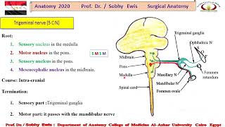 Trigeminal Nerve s [upl. by Amling18]