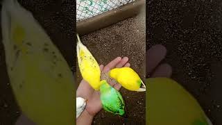 Australian parrot parrots viral viralvideo short budgies shortvideo3 [upl. by Tikna]