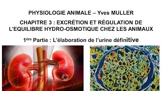 Chapitre 31 L’excrétion  filtration chez les animaux et élaboration de l’urine par le néphron [upl. by Alaekim]