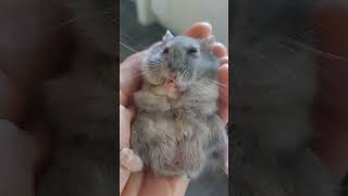 cute hamster cleaning self pets hamsters shorts viralshort funny [upl. by Ruprecht]