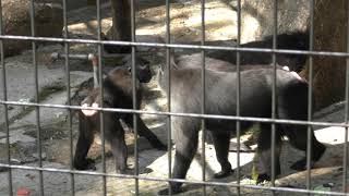 クロザル 一家 千葉市動物公園 2018年10月20日 [upl. by Hizar]