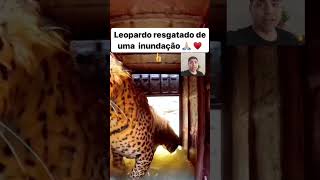 Batalha do Leopardo assustado escapou na guerra [upl. by Inavoj]