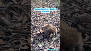 Our echidna amp platypus the only mammals to lay eggs Monotremes 💚 animals nature podcast [upl. by Fulvi]