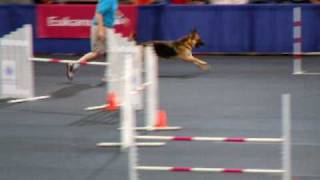 German Shepherd at the AKC Agility Invitational 2008 [upl. by Laertnom514]