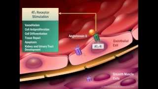 Renin Angiotensin Aldosterone System [upl. by Analem279]