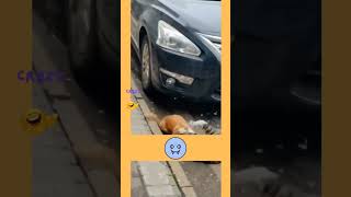 ANGRY MONSTERS  Cat fight scenes 2024 viral tiktok videos [upl. by Navarro]