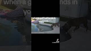 GOLF BALL VS BOXER [upl. by Iba]