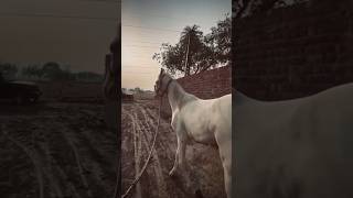 horselover horse horseriding horseracing indianhorse horserace subscribe trendingviralshort [upl. by Satsoc819]