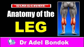 Anatomy of the Leg Dr Adel Bondok [upl. by Odille]