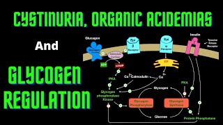 USMLE Step 1  Lesson 66  Cystinuria Organic Acidemias and Glycogen Regulation [upl. by Acinorehs274]