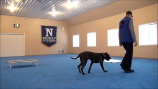 Mac Presa Canario Boot Camp Dog Training Video [upl. by Ahseym]