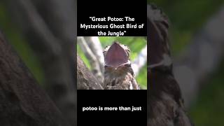 “Great Potoo The Mysterious Ghost Bird of the Jungle” [upl. by Jb]