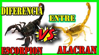 10 CURIOSIDADES DE LOS ESCORPIONES 🦂🦂 [upl. by Enos]