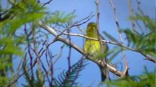 Canary Islands wild canary [upl. by Jallier]