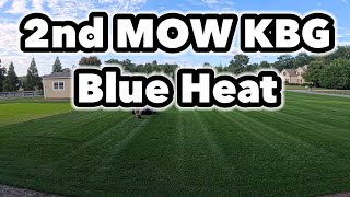 2nd Mow GCI Turf Blue Heat Kentucky Bluegrass Fertilizer Application [upl. by Htebazile29]