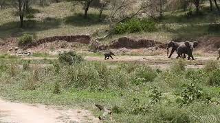 Tarangire National Park [upl. by Yssirk]