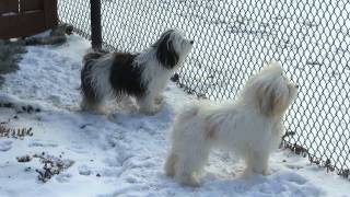 Havanese Dogs [upl. by Zapot85]