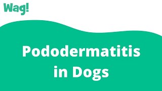 Pododermatitis in Dogs  Wag [upl. by Ahsircal394]