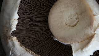 Mushroom under the microscope [upl. by Pump]