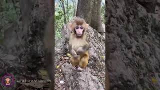 The Curious Lives of Monkeys A Daily Discovery [upl. by Yentroc]