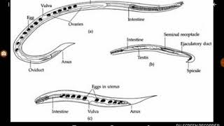 Strongyloides stercoralis [upl. by Serilda]