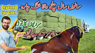 ALFALFA HAY A PLAS QUALITY AVLIABLE PUNJAB PAKISTAN  GOAT FEED  KHUSHK LOSAAN [upl. by Eldorado913]