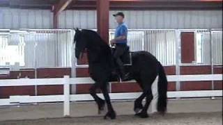 Friesian gelding schooling piaffe [upl. by Yvi]