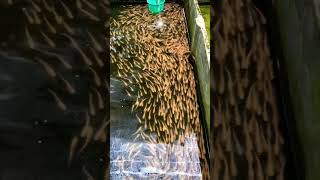 white catfish 😘😘😘😘 slmanu viralvideo shortvideos youtube [upl. by Elocaj]